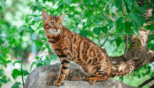 Unraveling the Beauty of Marbled Bengal Cat Patterns