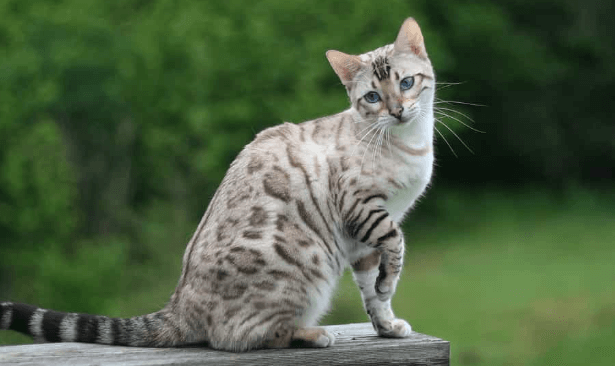 Exploring the Beauty of Snow Marbled Bengal Cats