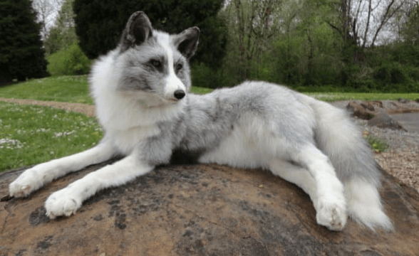 Unveiling the Charms of the Canadian Marble Fox Cat: A Rare Feline Marvel
