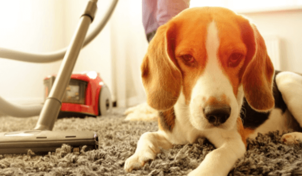 The Ultimate Guide to Finding the Best Cordless Vacuum for Pet Hair