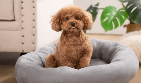 "Discover the Ultimate Comfort: Squishmallows Pet Bed for Your Furry Friend"
