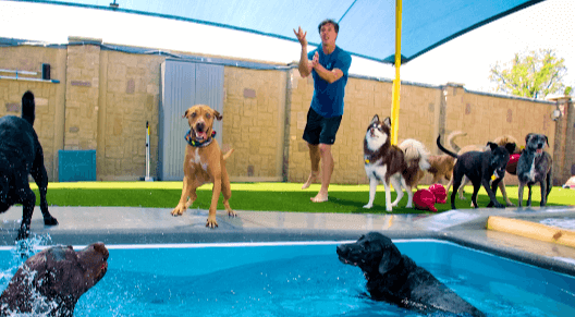 "Luxury Pet Care at Olde Towne Pet Resort: A Haven for Your Furry Friends"