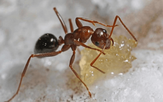 "Effective and Pet Safe Ant Killers: A Comprehensive Guide"