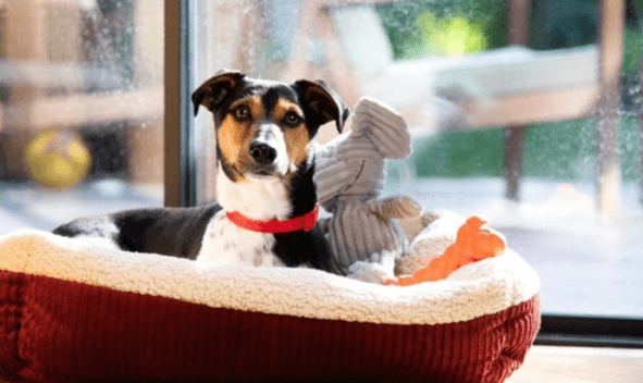 "Enhancing Pet Comfort: Exploring K & H Pet Products for Ultimate Well-being"