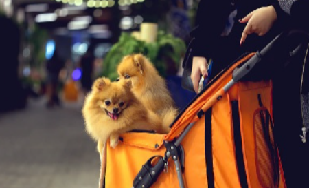 "Exploring the Convenience of Pet Gear Strollers for Your Furry Companion"