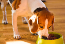 Unlocking the Nutritional Benefits of Answers Pet Food: A Comprehensive Guide