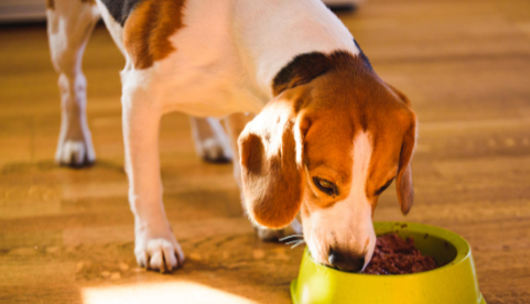 Unlocking the Nutritional Benefits of Answers Pet Food: A Comprehensive Guide