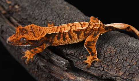 Unveiling the Wonders of Crested Gecko Morphs