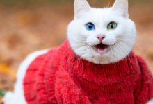 "Unleashing Feline Elegance: The Purrfect Guide to Cat Suits"