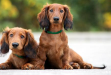 "Finding the Perfect Companion: Dachshund Puppies for Sale Near Me"