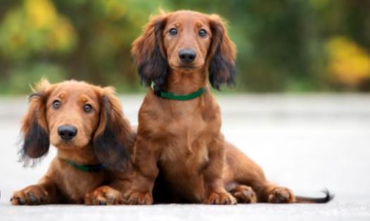 "Finding the Perfect Companion: Dachshund Puppies for Sale Near Me"