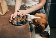 Unveiling the Nutritional Marvel: Answers Pet Food for Your Furry Friend