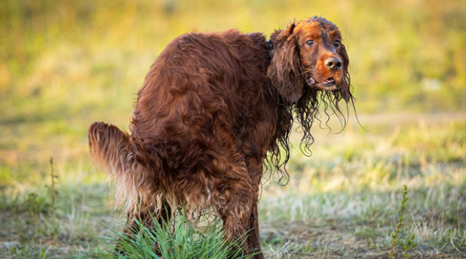 Unraveling the Mystery: Dog Poop Encased in Membrane