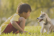 "Finding Furry Friends: Navigate the Pet Adoption Scene on Craigslist Myrtle Beach SC Pets "