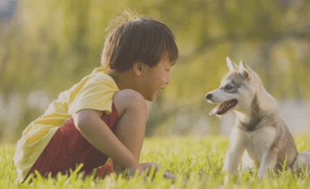 "Finding Furry Friends: Navigate the Pet Adoption Scene on Craigslist Myrtle Beach SC Pets "