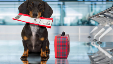"Navigating Pet Travel Guidelines: Your Comprehensive Guide to USDA Pet Travel"