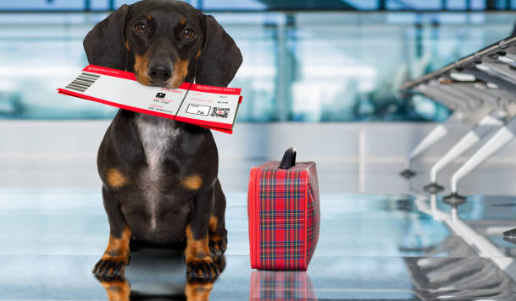 "Navigating Pet Travel Guidelines: Your Comprehensive Guide to USDA Pet Travel"