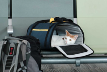 Streamlining Pet Travel with APHIS pet travel: A Comprehensive Guide