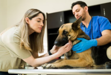 Unveiling Top-Quality Pet Care in Tribeca: Your Guide to Exceptional "Urvet Care Tribeca"