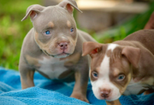 "Unlocking the Affordability: American Bully Price Without Papers"