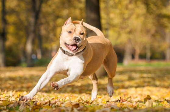 Unveiling the Charismatic American Staffordshire Terrier: A Comprehensive Guide