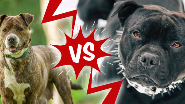 "American Staffordshire Terrier vs Pitbull: Unraveling the Differences in these Dynamic Breeds"
