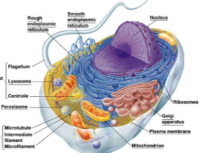 Labeled:Z9surbj6cs8= Animal Cell