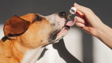 CBD for Canine PTSD: Understanding and Supporting Your Dog's Emotional Well-Being