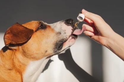 CBD for Canine PTSD: Understanding and Supporting Your Dog's Emotional Well-Being