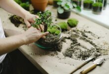 developing effective growth strategies