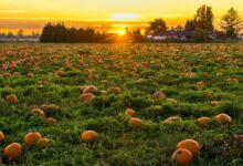 competitive analysis and metrics