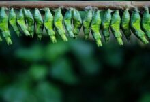 infinite arc starts inspiring growth