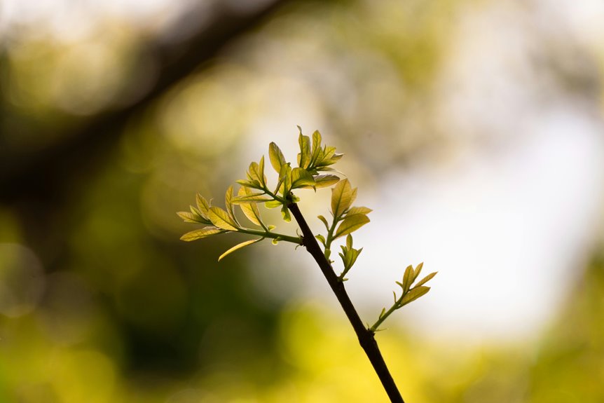 radiant node start 185 263 200