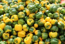 peppers at a harbor point